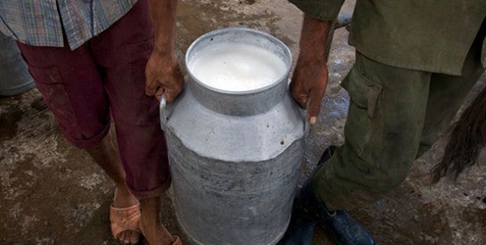 Pakistan : mariée de force, elle tue 13 personnes avec du lait empoisonné