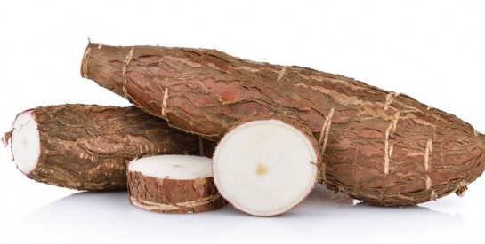 Le manioc : un aliment énergétique