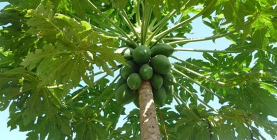 Le papayer : un arbre aux vertus magiques