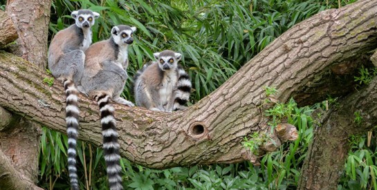Tout ce que vous ignorez sur le lémurien de Madagascar