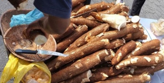 Les caractéristiques nutritionnelles du manioc