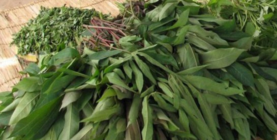 Résoudre la constipation avec les feuilles de manioc