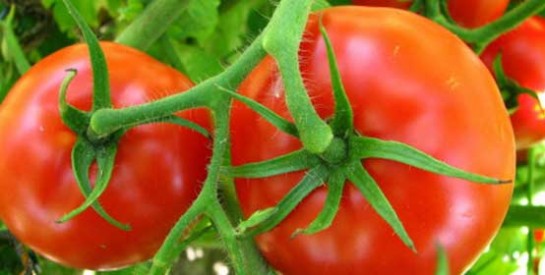 La tomate : tous les trucs et astuces