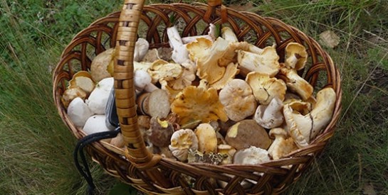 A la découverte des bienfaits des champignons