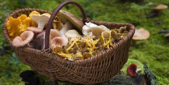 La magie des champignons contre le cancer…