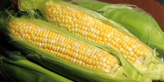 Les bienfaits du maïs sur la santé