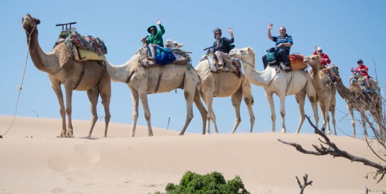 Tunisie : Djerba, une destination de rêve!