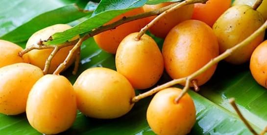 Fruit exotique : tout savoir sur le prunier mombin