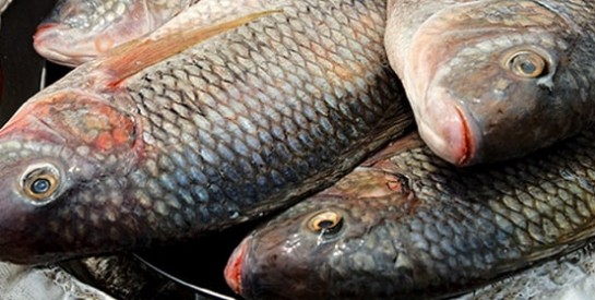 La Côte d`Ivoire interdit provisoirement l`importation du tilapia en provenance de cinq pays