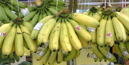 La banane risque t-elle de disparaitre de nos étals ?