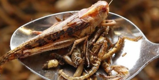 Les bienfaits de la consommation d`insectes