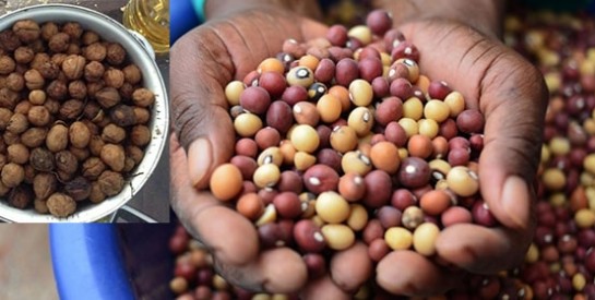 Le voandzou ou pois de terre, un aliment complet mais ignoré