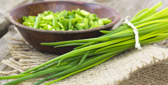 La ciboulette: cette plante aromatique bourrée d`antioxydants