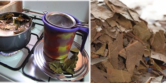 Les feuilles de kinkéliba : une tisane miracle pour votre bien être