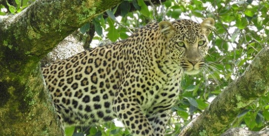 Un enfant dévoré par un léopard dans un parc national d`Ouganda