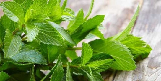 La verveine, la menthe et le citron pour soigner l`asthme