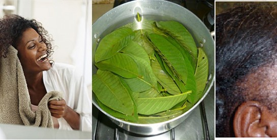 Remède de feuilles de goyave pour traiter les cheveux abimés et stimuler leur croissance