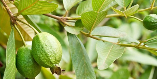 Les feuilles de goyavier: un remède contre le diabète et le mauvais cholestérol