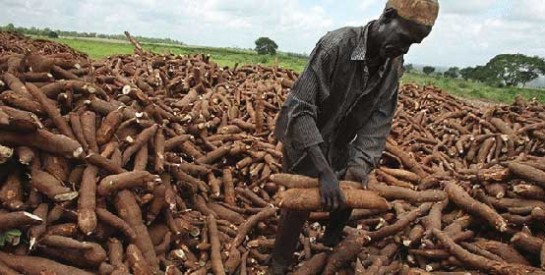 Afrique de l`Ouest : ``l`ébola du manioc`` menace la sécurité alimentaire