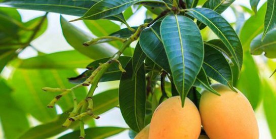 7 Propriétés médicinales des feuilles de mangue que vous ignorez !