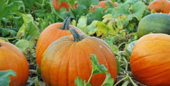 Les feuilles de citrouille luttent contre le cancer, le diabète et augmentent la fertilité