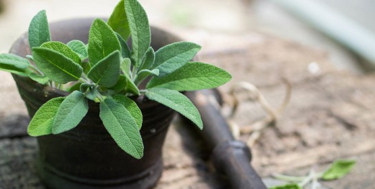 Fertilité : pour mettre toutes les chances de votre côté, misez sur les plantes !