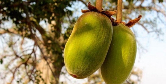 Les écorces du baobab pour déboucher vos trompes