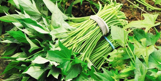 Manger les feuilles de patates douces : un super-aliment très nutritif