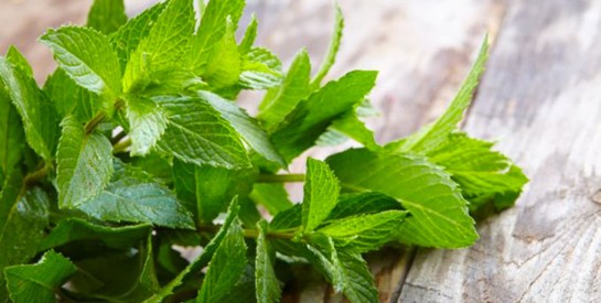 Soulager les nausées et vomissements avec les feuilles de menthe