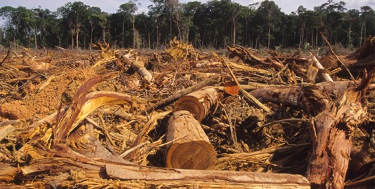 « Nature et Conscience Africaine », un événement majeur pour maintenir un environnement favorable à Abidjan