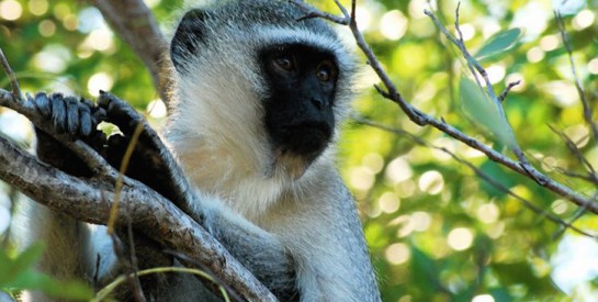 À la découverte de Soko, le ``village ivoirien des singes``