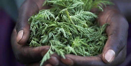 Artémisia et vieilles recettes: Madagascar a ouvert la chasse contre le Covid-19
