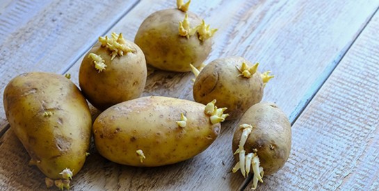 Pomme de terre : pourquoi vous ne devez surtout pas la manger quand il y a du vert !