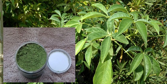 La Poudre de Feuilles de Baobab : un ingrédient clef pour des cheveux en pleine santé