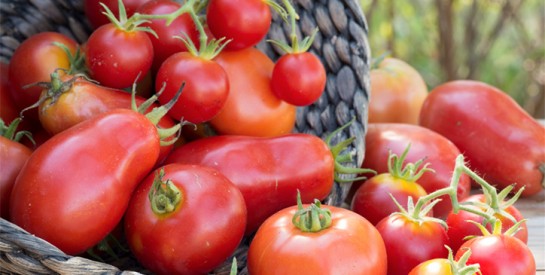 Pourquoi il vaut mieux manger les tomates cuites que crues