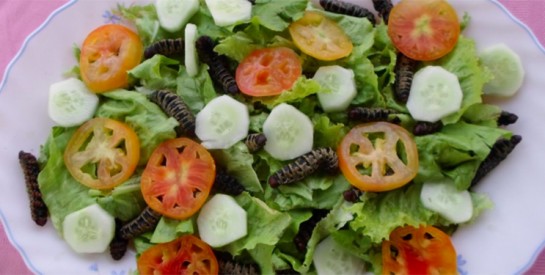 La chenille de karité plus protéinée que la viande