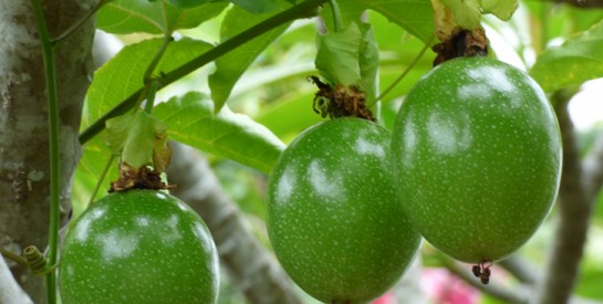 Les feuilles du fruit de la passion pour le traitement de l'hypertension artérielle