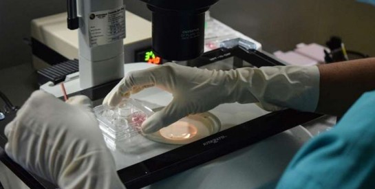 L’interdiction du gel d’ovocytes à Singapour pousse les femmes à partir à l’étranger