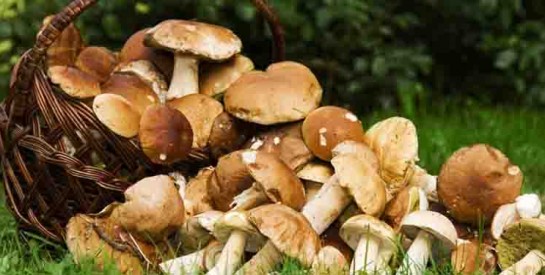 Les champignons sont bons pour la santé, ne vous en privez plus!