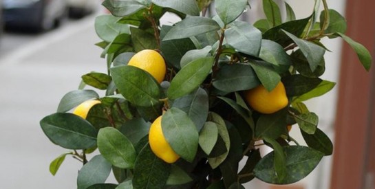 Infusion à l’orange et aux feuilles de citron pour favoriser le sommeil
