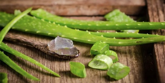 3 solutions de beauté à base d'aloe vera