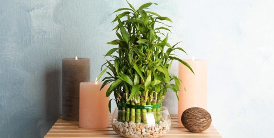 Top 5 des plantes qui suscitent la positivité et la prospérité à la maison