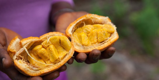 Riche en vitamines C et B6, le côcôta est un fruit plein de vertus