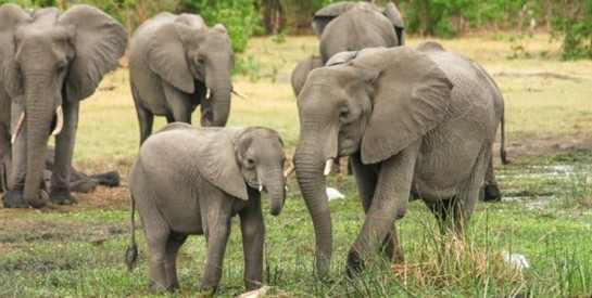 Inde : une femme de 70 ans meurt piétinée par un éléphant, qui l’attaque de nouveau aux funérailles