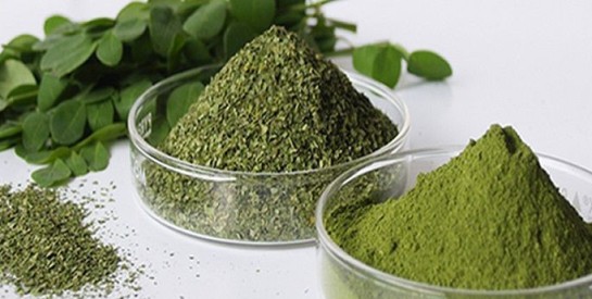 Les 5 principaux avantages du moringa pour la santé