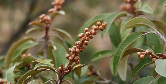 Nourrir les cheveux avec l'huile des graines de chébe