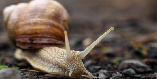 La bave d’escargot : une richesse naturelle à exploiter