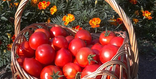 Les 5 principaux avantages des tomates pour la santé