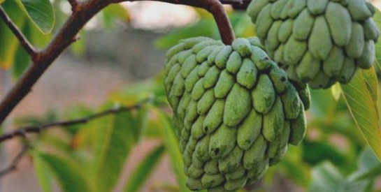 La pomme cannelle et ses multiples bienfaits pour notre santé