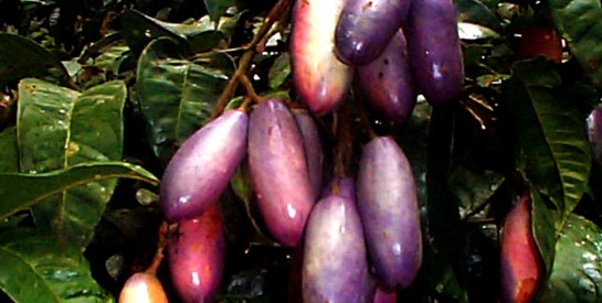 Le safou, un fruit d’origine africaine aux vertus insoupçonnées